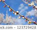 White plum shining in the blue sky 123729428