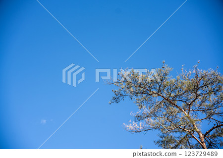 Pine trees floating in the blue sky 123729489
