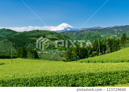 從神奈川縣山區的茶園遠眺富士山 從神奈川縣山區的茶園遠眺富士山 123729680