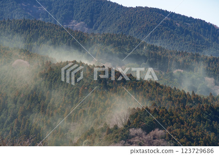 大量春季杉樹花粉從山上飛落下來 大量春季杉樹花粉從山上飛落下來 123729686