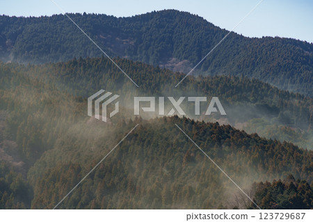 大量春季杉樹花粉從山上飛落下來 123729687