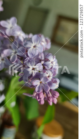Lilac in vase on the desk 123729857