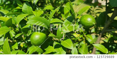Lime tree with lime fruits 123729889