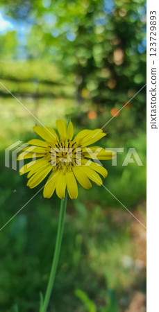 Yellow tall flower with tiny petals 123729893