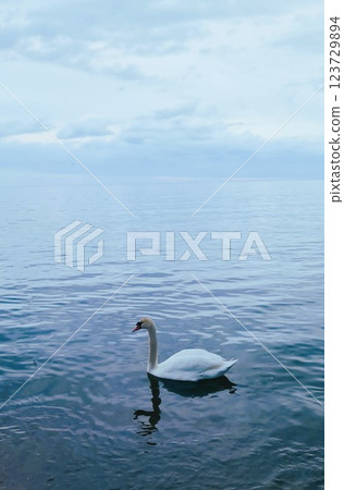 Lonely swan in dark blue sea 123729894