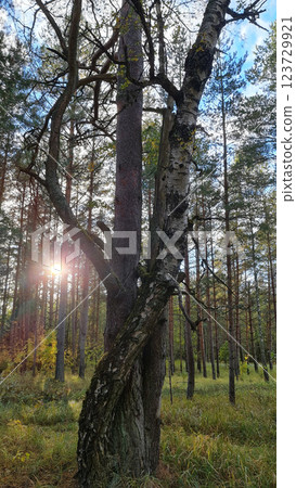 Trees holding each other in forest 123729921