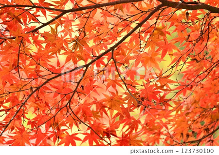 Bright red autumn leaves Bright red autumn leaves 123730100