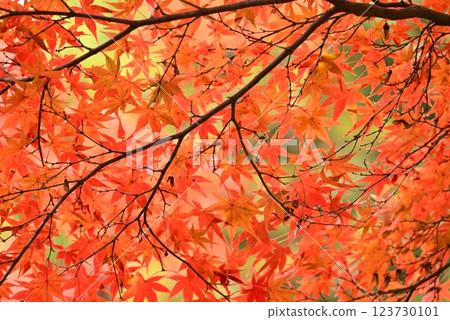 Bright autumn leaves Bright autumn leaves 123730101