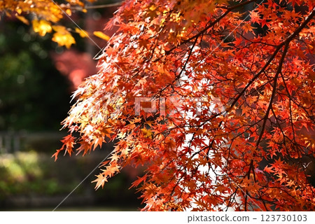 鮮紅的秋葉 123730103