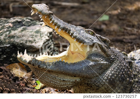 Close up crocodile is action show head in garden 123730257