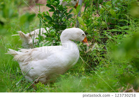 Close up White goose is eatting grass in green nature garden at thailand 123730258