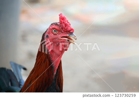 The fighting cock in garden nature farm 123730259