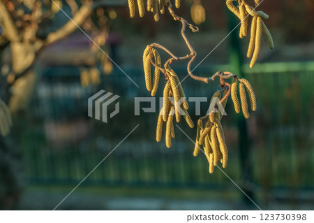 Corylus avellana, common hazel spring male catkins closeup selective focus. Blurred dark background. Close-up. Corylus avellana, common hazel spring male catkins closeup selective focus. Blurred dark background. Close-up. 123730398
