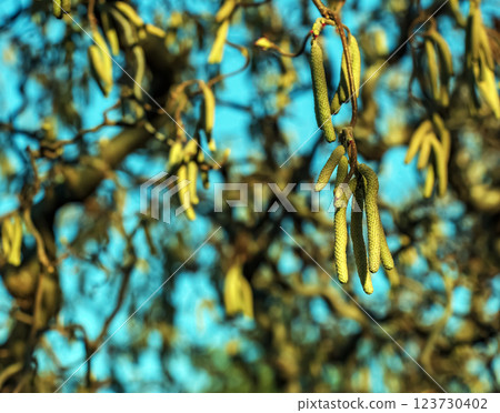 Corylus avellana, common hazel spring male catkins closeup selective focus. Blurred blue background. Corylus avellana, common hazel spring male catkins closeup selective focus. Blurred blue background. 123730402
