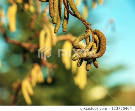 Corylus avellana, common hazel spring male catkins closeup selective focus. Blurred background. 123730404