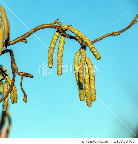 Corylus avellana, common hazel spring male catkins closeup selective focus 123730405