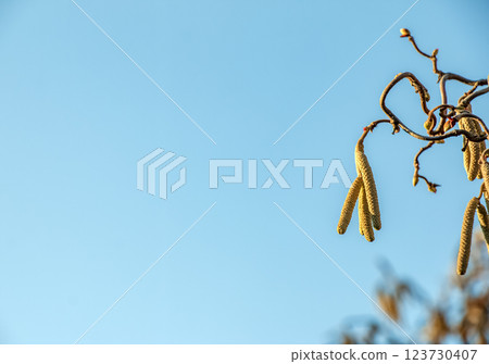 Corylus avellana, common hazel spring male catkins closeup selective focus. Blue sky background. Space for text. Corylus avellana, common hazel spring male catkins closeup selective focus. Blue sky background. Space for text. 123730407