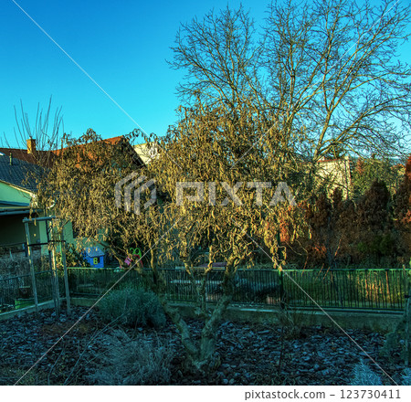 Hazel, Corylus avellana, a pollen disperser, a major cause of hay fever and an essential food for early pollinators in spring 123730411