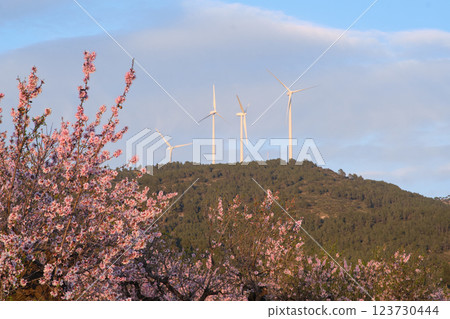 almond tree field during the flowering period almond tree field during the flowering period 123730444