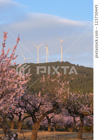 almond tree field during the flowering period almond tree field during the flowering period 123730445