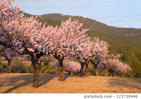 almond tree field during the flowering period almond tree field during the flowering period 123730446