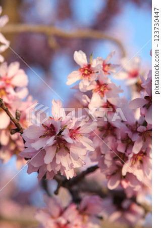 Almond blossoms on a branch Almond blossoms on a branch 123730447