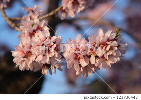 Almond blossoms on a branch Almond blossoms on a branch 123730448