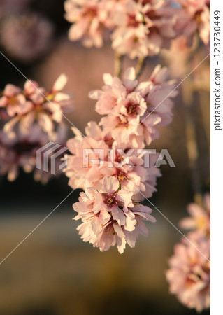 Almond blossoms on a branch Almond blossoms on a branch 123730449