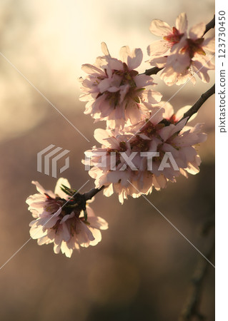 Almond blossoms on a branch Almond blossoms on a branch 123730450