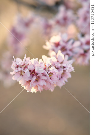 Almond blossoms on a branch Almond blossoms on a branch 123730451