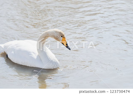 Swan visiting in spring in Hokkaido 123730474