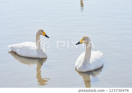 Swan visiting in spring in Hokkaido 123730476