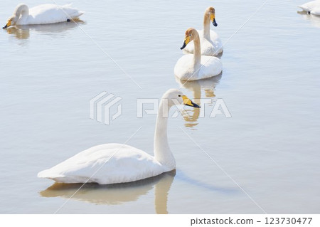 A flock of swans visiting in the spring of Hokkaido 123730477