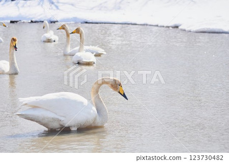 A flock of swans visiting in the spring of Hokkaido A flock of swans visiting in the spring of Hokkaido 123730482