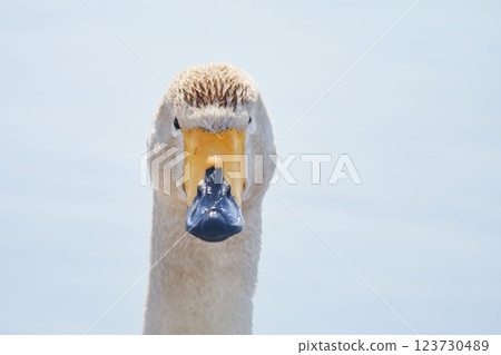 Swan visiting in spring in Hokkaido Swan visiting in spring in Hokkaido 123730489