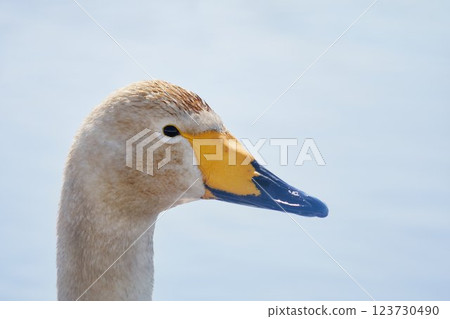 北海道春天的天鵝來訪 123730490