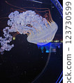 Enoshima Aquarium Jellyfish 123730599