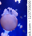 Enoshima Aquarium Jellyfish 123730600