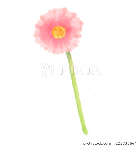 粉紅色的可愛水彩風格非洲菊插圖 123730664