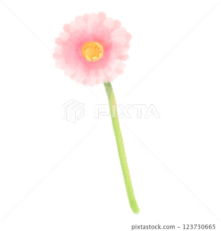 粉紅色的可愛水彩風格非洲菊插圖 123730665
