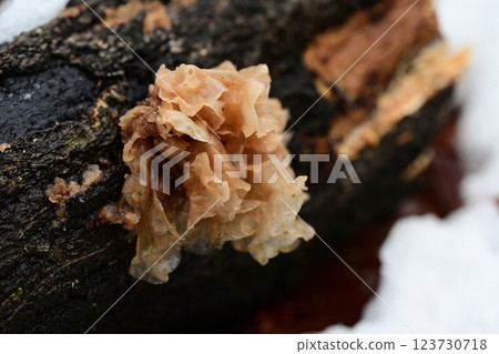 Hanabiranikawatake mushroom after the rain Hanabiranikawatake mushroom after the rain 123730718