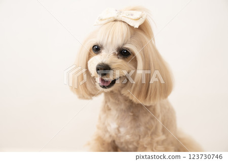 A smiling Maltipoo dog, Panna, with a white background 123730746