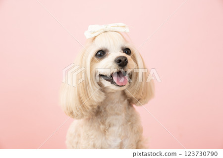 一隻微笑的馬耳他犬 Panna 的特寫，它的背部呈現粉紅色 123730790