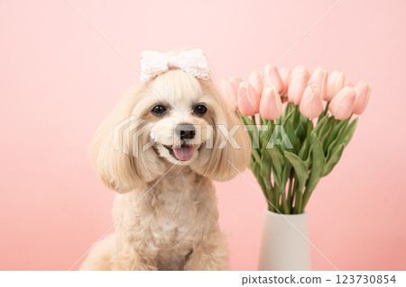 A bust of Panna the smiling Maltipoo with a pink bag and tulips 123730854