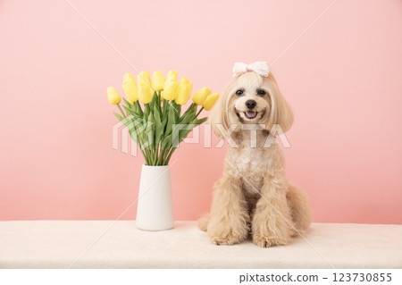微笑的馬耳他犬 Panna 拿著粉紅色書包和鬱金香 微笑的馬耳他犬 Panna 拿著粉紅色書包和鬱金香 123730855