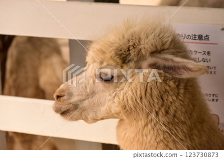 Alpaca of Hokkaido 123730873