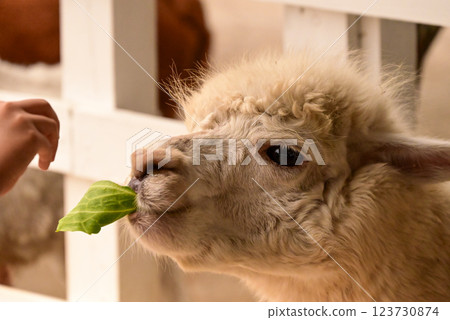 Alpaca of Hokkaido Alpaca of Hokkaido 123730874