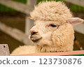 Alpaca of Hokkaido 123730876