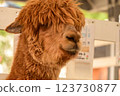 Alpaca of Hokkaido 123730877