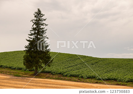 Christmas tree tree 123730883